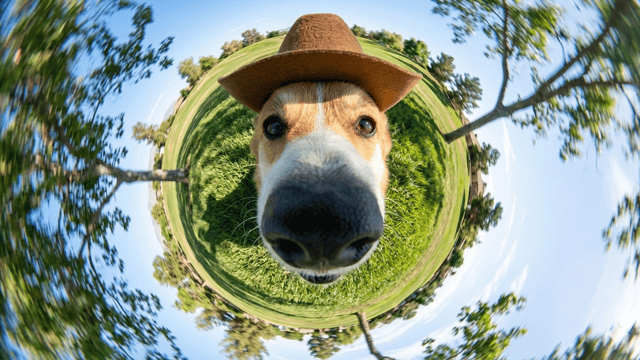 A dog portrait re-rendered as a tiny-planet shot, reframed by describing the camera angle